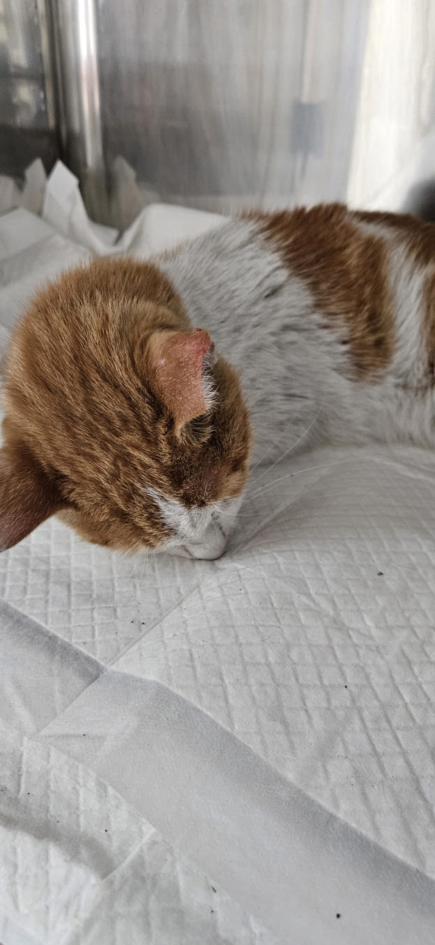 보호중 한국 고양이…